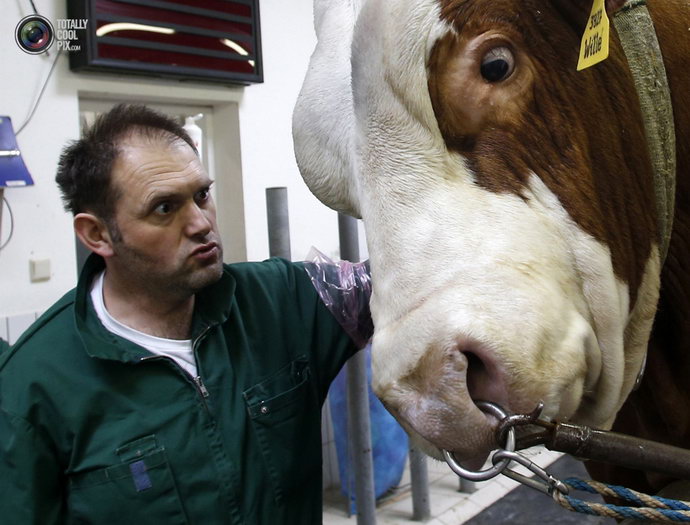 Как берут сперму у быков-производителей