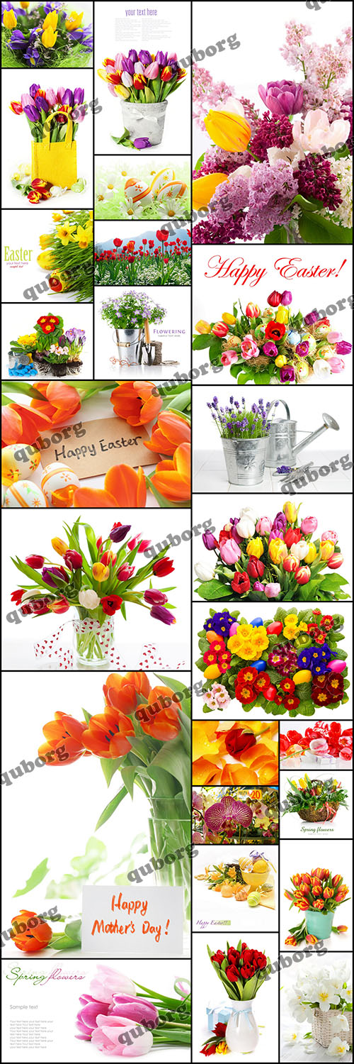 Stock Photos - Spring Flowers - 90 JPG