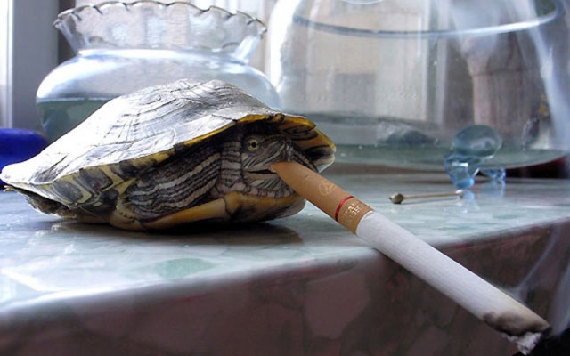 Невероятное - черепаха выкуривает по десять сигарет в день (фото + видео)