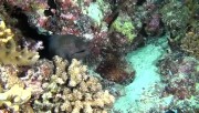  :    / Faszination Korallenriff: Jger & Gejagte (2012) DVDRip